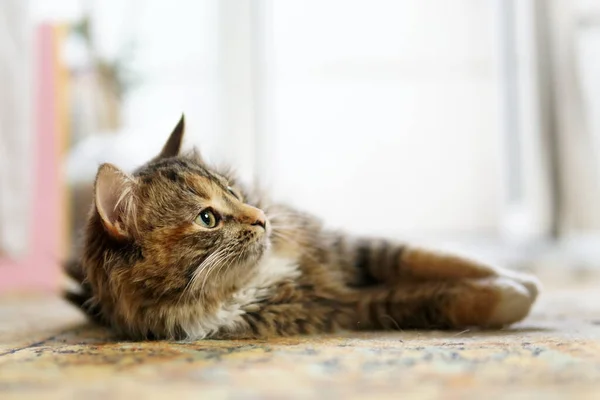 Şirin kahverengi ve beyaz kedi halının üzerinde yatıyor.                              