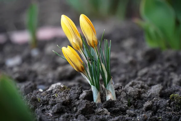 Crocos Primavera Amarelos Início Manhã Livre Flores Primavera Com Orvalho — Fotografia de Stock