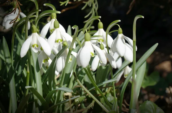 Gotas Neve Primavera Floresta — Fotografia de Stock