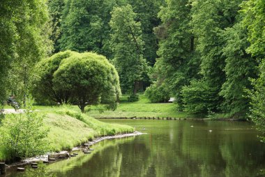 Güzel yeşil park, yeşil çim tarlası ve Moskova ağacı olan halk parkı.