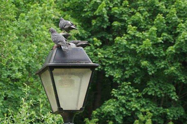 Pomba Senta Uma Lanterna Contra Pombo Está Sentado Parque — Fotografia de Stock