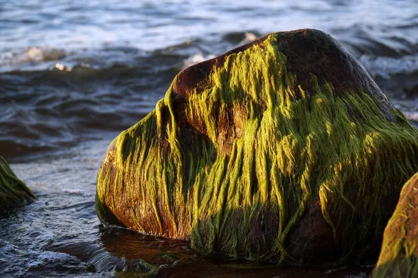 Una Roccia Nel Mare Ricoperta Alghe Verdi Tramonto — Foto Stock