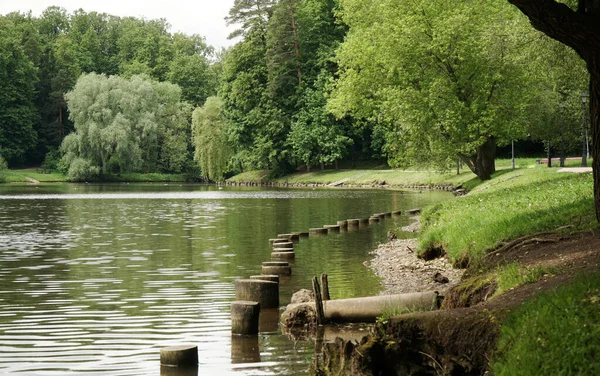 Yeşil çimen tarlası ve çok amaçlı alanı kopyalamak için yeşil ağaç perspektifi olan parktaki güzel akşam ışığı                               