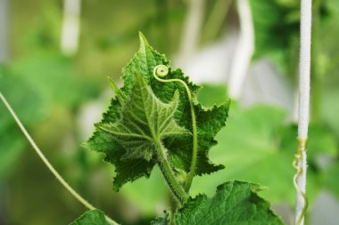 Salatalık filizi yumurtalığı serada bukleler.                               
