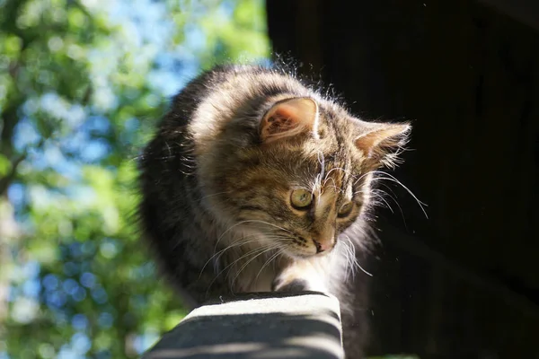 Katt Sommaren Jakt Landet Ser Ner Solen — Stockfoto