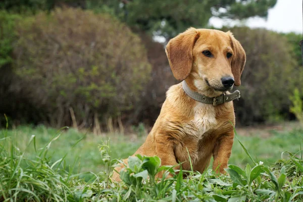 Yazın çimlere küçük kırmızı bir dachshund oturur.                               