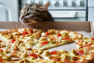 Şirin kırmızı kedi yavrusu büyük pizza yiyor.                               