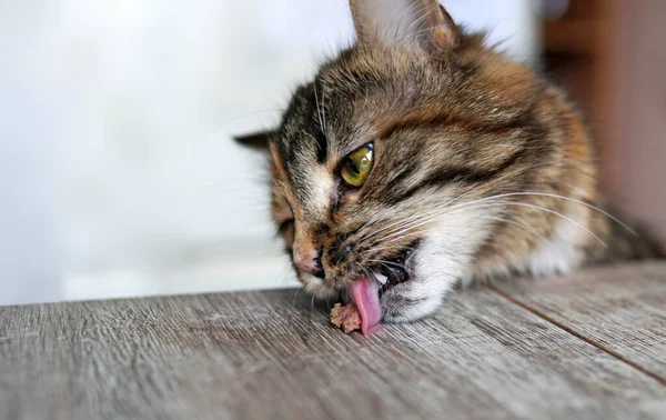 Macska Eszik Nyalás Egy Darab Hús Asztalon Közelkép — Stock Fotó