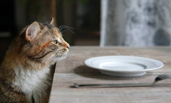 Gato Está Sentado Uma Mesa Coberta Uma Placa Garfo — Fotografia de Stock