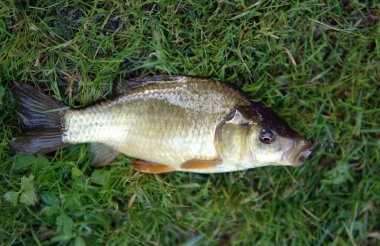 caught fish crucian carp on a hook lying on the grass fishing                            