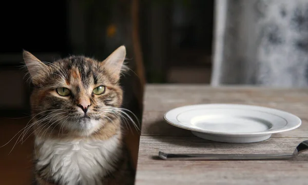 Cat Head Close Green Eyes Sitting Table Plate Covered — Fotografia de Stock