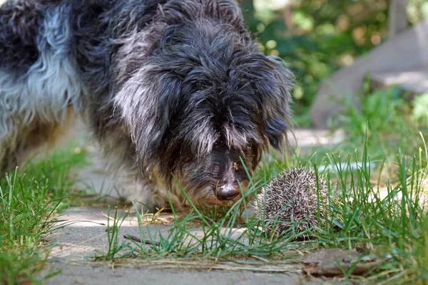   Bir köpek otların arasındaki yolda kirpiyi kokluyor.                             
