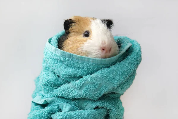 A cobaia está embrulhada numa toalha. Tomar banho e lavar o porco. Em um fundo branco — Fotografia de Stock