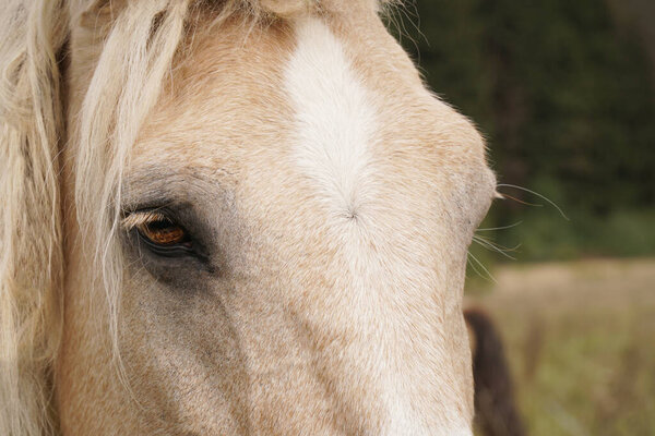 the horses muzzle is white close-up. Eyes