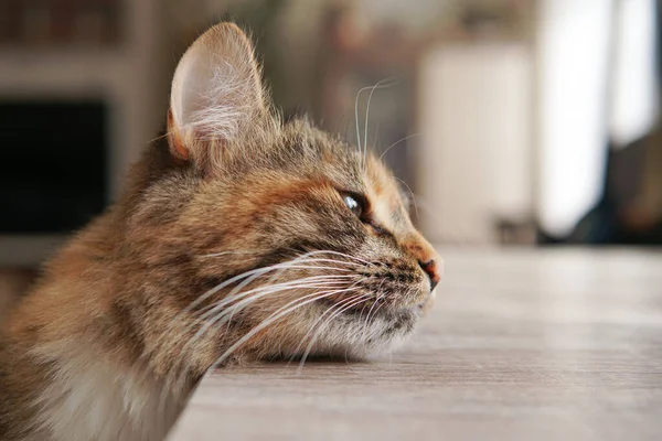 Katten Lägger Huvudet Bordet — Stockfoto