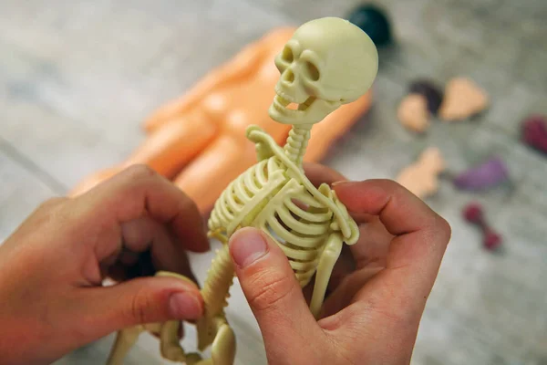 Study of anatomy for children. Skeleton assembly — Stock Photo, Image