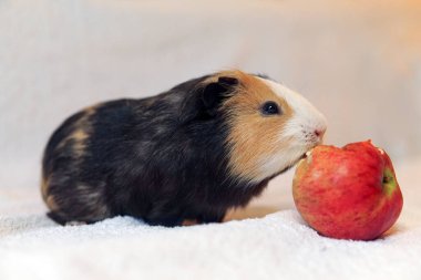 Gine domuzu siyah beyaz ve kırmızı beyaz arka planda bir elma yiyor.