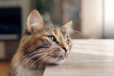 Evdeki evcil hayvanlar. Masadaki kediler.