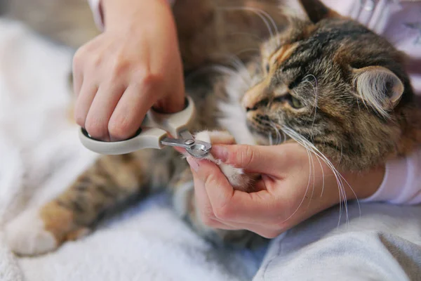 Gato Está Consiguiendo Corte Clavo Cortar Las Uñas Del Gato — Foto de Stock