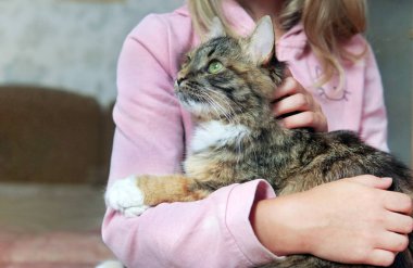 Evde kollarında gri bir kedi tutan bir kız.