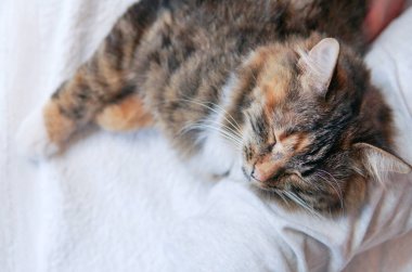 Yalancı bir kedi portresi. Yakın plan.