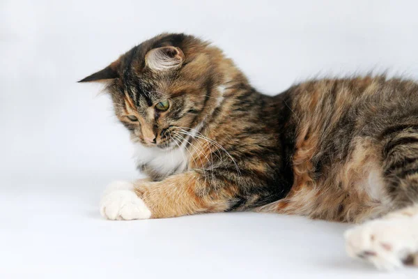 Katten Fångade Bollen Med Tassen Porträtt Isolat — Stockfoto