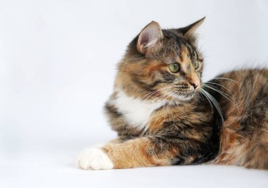 Beyaz arka planda gri bir kedinin portresi