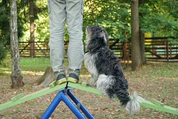 Çocuğun ve köpeğin bacakları. Köpekler için oyun alanında eğitim ve eğitim.