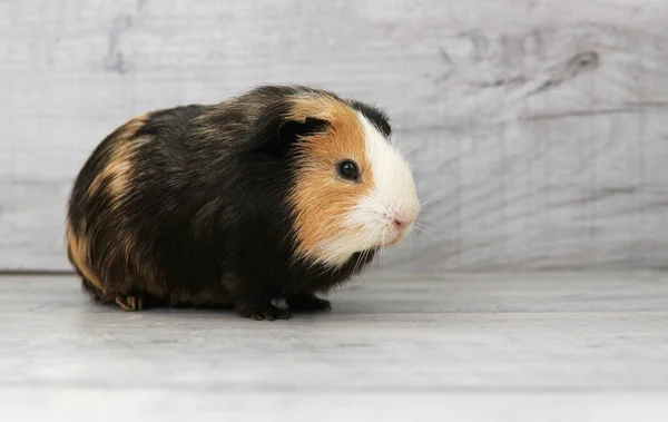 Meerschweinchen Seitenansicht Schwarz Gelb Weiß — Stockfoto