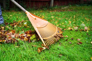 Sonbaharda yaprakları bir çim tırmığıyla biçiyor.