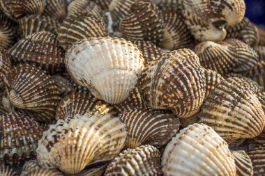 Süper büyük cockle