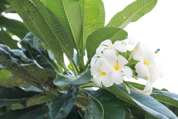 Plumeria Stock Picture