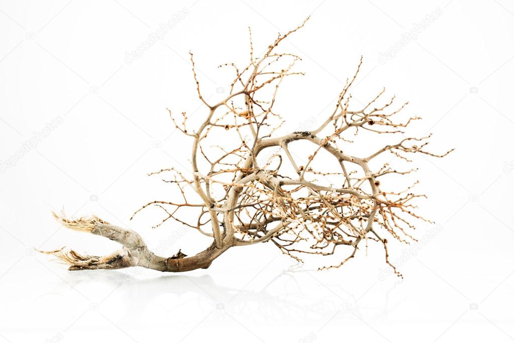 The branch on isolated white background