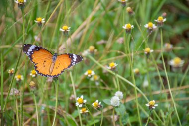 çimen çiçek kelebek