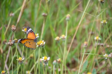 çimen çiçek kelebek
