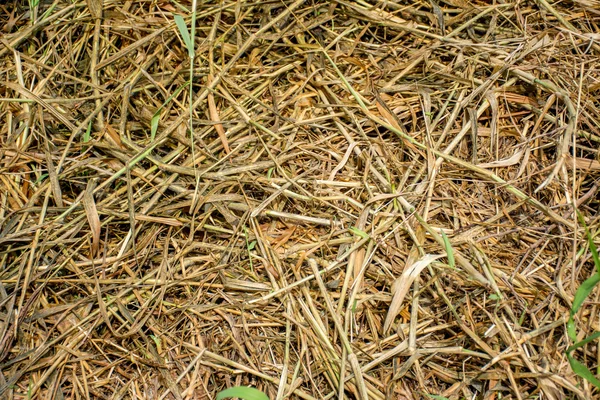 Mrtvé trávy, použití pozadí nebo textury — Stock fotografie