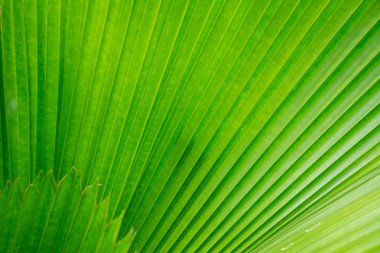 Yeşil palmiye yaprağı, kullanım için arka plan rengini