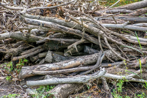 Una imagen de una gran cantidad de pira, pila de madera, pira del árbol de mango . — Foto de Stock
