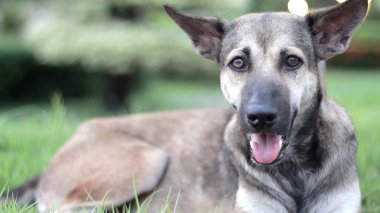 köpek ararken kapatın