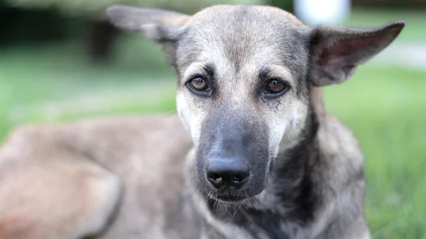 köpek ararken kapatın