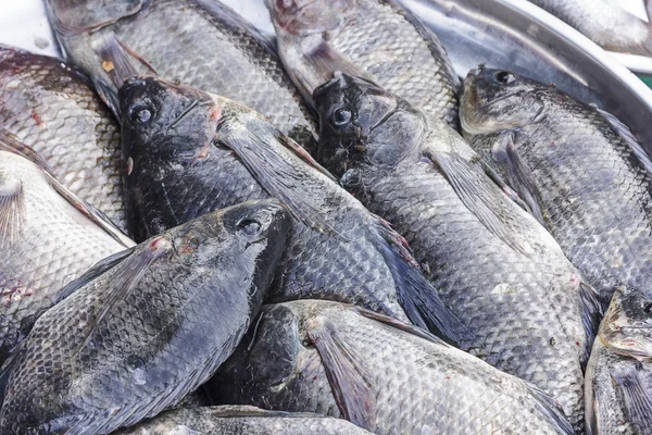 taze Tilapia Pazar