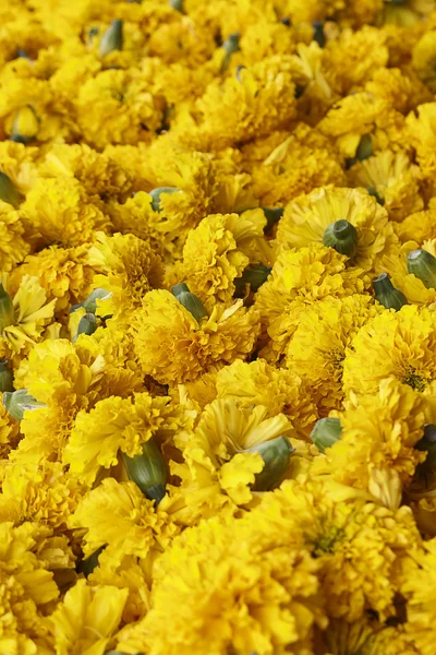 Songkhla marigolds çiçek
