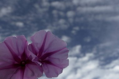 Sabah zaferi çiçekleri ellerde ve gökyüzünde