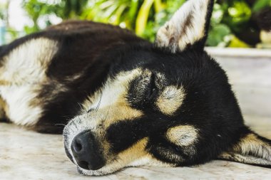 Sabahları köpek uyku