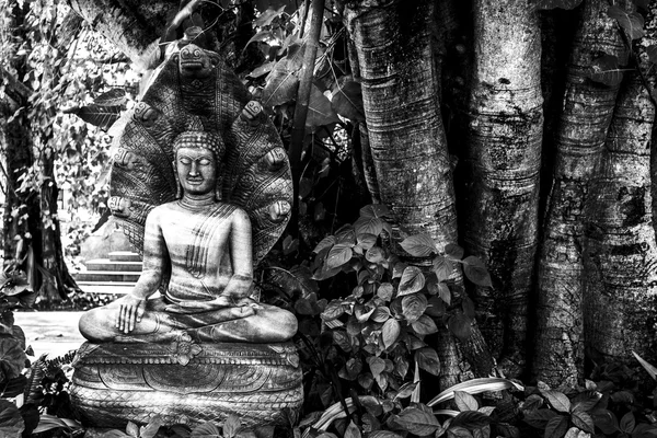 Buddha with Naga seven heads. — Stock Photo, Image