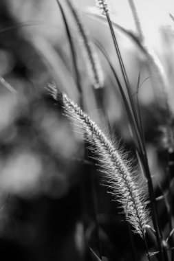 Bana köpek gibi görünüyordu yardım yardıma ihtiyacım var.