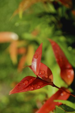 Yağmur mevsimi kırmızıyla yeni sürgünler dışarı Syzygium austral.