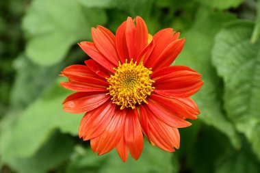 Başka bir çok çevre düzenlemesi için kırmızı krizantem çiçekli bitkiler 