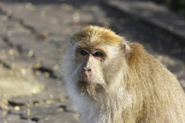 Maymun gıda turist toplum bekliyorum.