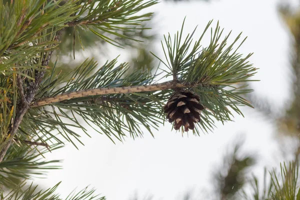 Fir-cone em um ramo — Fotografia de Stock